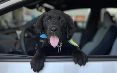Black Labrador puppy leaning from a car window with tongue out, front paws on the door, wearing a blue and yellow vest.