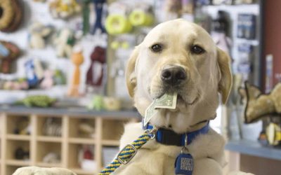 Dog at a counter holding a dollar bill in its mouth