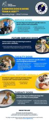 thumbnail of the service dog journey infographic
