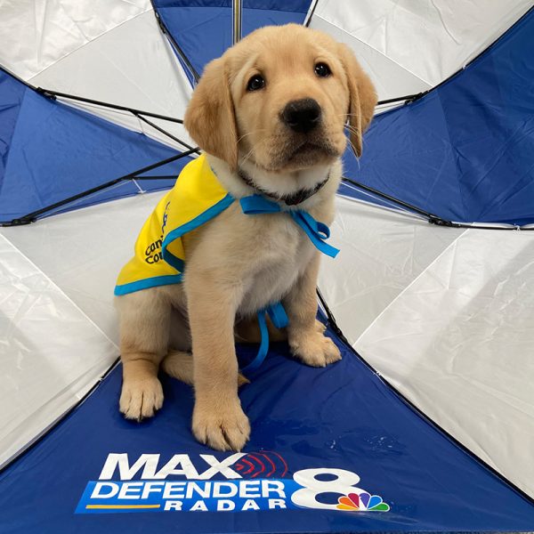 A young yellow Labrador pupp in a service dog vest sits inside a blue and white umbrella