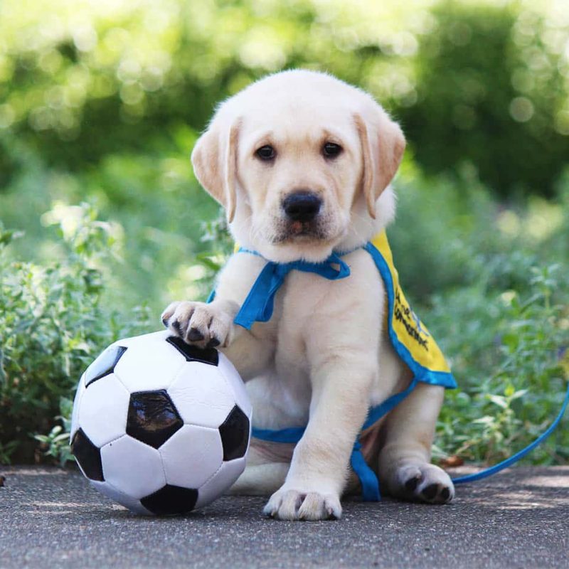a yellow lab puppy in a yellow puppy vest with its paw on a soccer ball