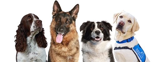 a springer spaniel, german shepherd, border collie, and yellow lab service dog on a white background