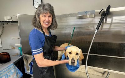 A smiling woman giving a yellow lab a bath